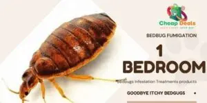 1 Bedroom Bedbug Fumigation Services, 1 Bedroom Bedbug Fumigation, 1 Bedroom Bedbug control for 1 Bedroom, 1 Bedroom Bedbug fumigation services in Nairobi Kenya, 1 Bedroom Bedbug fumigation services in Nairobi, 1 Bedroom bedbug fumigation Nairobi, bedbug fumigation services in Nairobi, 1 Bedroom Bedbug fumigation services in Nairobi Kenya, Bedbugs control services in Kenya, Bed bug fumigation, Bed bugs Kenya, Best Pest Control for bed bugs, How to get rid of bed bugs in Kenya, bedbug fumigation, Bedbug control services Nairobi, Bedbug extermination Nairobi Kenya, Fumigation services for 1 Bedrooms, Affordable bedbug fumigation Nairobi, Best bedbug fumigation services Nairobi, Bedbug pest control Nairobi, Professional bedbug fumigation Nairobi, Fumigation companies in Nairobi, Bedbug treatment for apartments Nairobi, Effective bedbug removal Nairobi, Home bedbug fumigation Nairobi, Bedbug fumigation cost Nairobi, Eco-friendly fumigation services Nairobi, Emergency bedbug fumigation Nairobi, How to get rid of bedbugs Nairobi, Bedbug inspection services Nairobi, Bedbug fumigation tips Nairobi, Nairobi pest control companies, Reviews of bedbug fumigation services Nairobi, Bed bug Control for 1 Bedroom, Bed bug Control cost for 1 Bedroom, Bed bug control cost, Bed bug extermination price 1 Bedroom, Affordable bed bug removal, Cost of bed bug treatment, Bed bug control services prices, Cheapest bed bug exterminator, Bed bug pest control cost 1 Bedroom, Bed bug removal expenses, Prices for bed bug sprays, DIY bed bug treatment cost, How much for bed bug extermination, Professional pest control bed bugs cost, Bed bug fumigation prices, Average cost of bed bug removal, Bed bug control pricing in Nairobi, Bed bug control pricing in Kenya, Bed bug infestation treatment cost, Comparative costs bed bug solutions, Emergency bed bug extermination costs, Bed bug mattress treatment prices, bedbug fumigation cost, 1 bedroom bedbug fumigation price in kenya, 1 bedroom bedbug fumigation cost in kenya, 1 bedroom bedbug fumigation price in Nairobi, 1 bedroom bedbug fumigation price, 1 bedroom bedbug fumigation costs