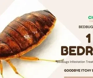 1 Bedroom Bedbug Fumigation Services, 1 Bedroom Bedbug Fumigation, 1 Bedroom Bedbug control for 1 Bedroom, 1 Bedroom Bedbug fumigation services in Nairobi Kenya, 1 Bedroom Bedbug fumigation services in Nairobi, 1 Bedroom bedbug fumigation Nairobi, bedbug fumigation services in Nairobi, 1 Bedroom Bedbug fumigation services in Nairobi Kenya, Bedbugs control services in Kenya, Bed bug fumigation, Bed bugs Kenya, Best Pest Control for bed bugs, How to get rid of bed bugs in Kenya, bedbug fumigation, Bedbug control services Nairobi, Bedbug extermination Nairobi Kenya, Fumigation services for 1 Bedrooms, Affordable bedbug fumigation Nairobi, Best bedbug fumigation services Nairobi, Bedbug pest control Nairobi, Professional bedbug fumigation Nairobi, Fumigation companies in Nairobi, Bedbug treatment for apartments Nairobi, Effective bedbug removal Nairobi, Home bedbug fumigation Nairobi, Bedbug fumigation cost Nairobi, Eco-friendly fumigation services Nairobi, Emergency bedbug fumigation Nairobi, How to get rid of bedbugs Nairobi, Bedbug inspection services Nairobi, Bedbug fumigation tips Nairobi, Nairobi pest control companies, Reviews of bedbug fumigation services Nairobi, Bed bug Control for 1 Bedroom, Bed bug Control cost for 1 Bedroom, Bed bug control cost, Bed bug extermination price 1 Bedroom, Affordable bed bug removal, Cost of bed bug treatment, Bed bug control services prices, Cheapest bed bug exterminator, Bed bug pest control cost 1 Bedroom, Bed bug removal expenses, Prices for bed bug sprays, DIY bed bug treatment cost, How much for bed bug extermination, Professional pest control bed bugs cost, Bed bug fumigation prices, Average cost of bed bug removal, Bed bug control pricing in Nairobi, Bed bug control pricing in Kenya, Bed bug infestation treatment cost, Comparative costs bed bug solutions, Emergency bed bug extermination costs, Bed bug mattress treatment prices, bedbug fumigation cost, 1 bedroom bedbug fumigation price in kenya, 1 bedroom bedbug fumigation cost in kenya, 1 bedroom bedbug fumigation price in Nairobi, 1 bedroom bedbug fumigation price, 1 bedroom bedbug fumigation costs