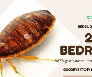 2 Bedroom Bedbug Fumigation Services, 2 Bedroom Bedbug Fumigation, 2 Bedroom Bedbug control for 2 Bedroom, 2 Bedroom Bedbug fumigation services in Nairobi Kenya, 2 Bedroom Bedbug fumigation services in Nairobi, 2 Bedroom bedbug fumigation Nairobi, bedbug fumigation services in Nairobi, 2 Bedroom Bedbug fumigation services in Nairobi Kenya, Bedbugs control services in Kenya, Bed bug fumigation, Bed bugs Kenya, Best Pest Control for bed bugs, How to get rid of bed bugs in Kenya, bedbug fumigation, Bedbug control services Nairobi, Bedbug extermination Nairobi Kenya, Fumigation services for 2 Bedrooms, Affordable bedbug fumigation Nairobi, Best bedbug fumigation services Nairobi, Bedbug pest control Nairobi, Professional bedbug fumigation Nairobi, Fumigation companies in Nairobi, Bedbug treatment for apartments Nairobi, Effective bedbug removal Nairobi, Home bedbug fumigation Nairobi, Bedbug fumigation cost Nairobi, Eco-friendly fumigation services Nairobi, Emergency bedbug fumigation Nairobi, How to get rid of bedbugs Nairobi, Bedbug inspection services Nairobi, Bedbug fumigation tips Nairobi, Nairobi pest control companies, Reviews of bedbug fumigation services Nairobi, Bed bug Control for 2 Bedroom, Bed bug Control cost for 2 Bedroom, Bed bug control cost, Bed bug extermination price 2 Bedroom, Affordable bed bug removal, Cost of bed bug treatment, Bed bug control services prices, Cheapest bed bug exterminator, Bed bug pest control cost 2 Bedroom, Bed bug removal expenses, Prices for bed bug sprays, DIY bed bug treatment cost, How much for bed bug extermination, Professional pest control bed bugs cost, Bed bug fumigation prices, Average cost of bed bug removal, Bed bug control pricing in Nairobi, Bed bug control pricing in Kenya, Bed bug infestation treatment cost, Comparative costs bed bug solutions, Emergency bed bug extermination costs, Bed bug mattress treatment prices, bedbug fumigation cost, 2 bedroom bedbug fumigation price in kenya, 2 bedroom bedbug fumigation cost in kenya, 2 bedroom bedbug fumigation price in Nairobi, 2 bedroom bedbug fumigation price, 2 bedroom bedbug fumigation costs