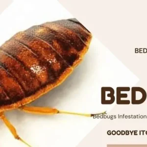 3 Bedroom Bedbug Fumigation Services, 3 Bedroom Bedbug Fumigation, Bedbug control for 3 Bedroom, 3 Bedroom Bedbug fumigation services in Nairobi Kenya, 3 Bedroom Bedbug fumigation services in Nairobi, 3 Bedroom bedbug fumigation Nairobi, bedbug fumigation services in Nairobi, 3 Bedroom Bedbug fumigation services in Nairobi Kenya, Bedbugs control services in Kenya, Bed bug fumigation, Bed bugs Kenya, Best Pest Control for bed bugs, How to get rid of bed bugs in Kenya, bedbug fumigation, Bedbug control services Nairobi, Bedbug extermination Nairobi Kenya, Fumigation services for 3 Bedrooms, Affordable bedbug fumigation Nairobi, Best bedbug fumigation services Nairobi, Bedbug pest control Nairobi, Professional bedbug fumigation Nairobi, Fumigation companies in Nairobi, Bedbug treatment for apartments Nairobi, Effective bedbug removal Nairobi, Home bedbug fumigation Nairobi, Bedbug fumigation cost Nairobi, Eco-friendly fumigation services Nairobi, Emergency bedbug fumigation Nairobi, How to get rid of bedbugs Nairobi, Bedbug inspection services Nairobi, Bedbug fumigation tips Nairobi, Nairobi pest control companies, Reviews of bedbug fumigation services Nairobi, Bed bug Control for 3 Bedroom, Bed bug Control cost for 3 Bedroom, Bed bug control cost, Bed bug extermination price 3 Bedroom, Affordable bed bug removal, Cost of bed bug treatment, Bed bug control services prices, Cheapest bed bug exterminator, Bed bug pest control cost 3 Bedroom, Bed bug removal expenses, Prices for bed bug sprays, DIY bed bug treatment cost, How much for bed bug extermination, Professional pest control bed bugs cost, Bed bug fumigation prices, Average cost of bed bug removal, Bed bug control pricing in Nairobi, Bed bug control pricing in Kenya, Bed bug infestation treatment cost, Comparative costs bed bug solutions, Emergency bed bug extermination costs, Bed bug mattress treatment prices, bedbug fumigation cost, 3 bedroom bedbug fumigation price in kenya, 3 bedroom bedbug fumigation cost in kenya, 3 bedroom bedbug fumigation price in Nairobi, 3 bedroom bedbug fumigation price, 3 bedroom bedbug fumigation costs, 3 bedroom fumigation services in Nairobi