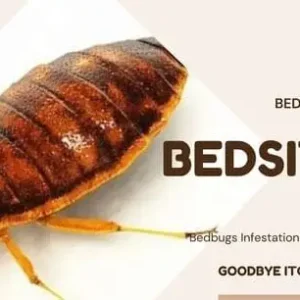 Bedsitter Bedbug Fumigation Services, Bedsitter Bedbug Fumigation, Bedsitter Bedbug control for bedsitter, Bedsitter Bedbug fumigation services in Nairobi Kenya, Bedsitter Bedbug fumigation services in Nairobi, Bedsitter bedbug fumigation Nairobi, bedbug fumigation services in Nairobi, Bedsitter Bedbug fumigation services in Nairobi Kenya, Bedbugs control services in Kenya, Bed bug fumigation, Bed bugs Kenya, Best Pest Control for bed bugs, How to get rid of bed bugs in Kenya, bedbug fumigation, Bedbug control services Nairobi, Bedbug extermination Nairobi Kenya, Fumigation services for bedsitters, Affordable bedbug fumigation Nairobi, Best bedbug fumigation services Nairobi, Bedbug pest control Nairobi, Professional bedbug fumigation Nairobi, Fumigation companies in Nairobi,