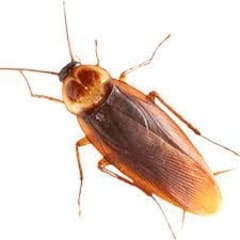 Cockroach Control chemicals