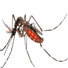 mosquito control insecticides