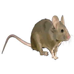 Rats Control Chemicals