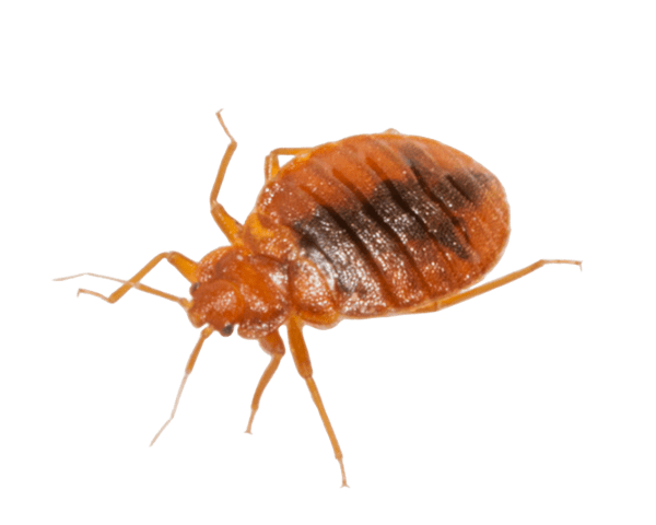 Bed Bug Treatment packs