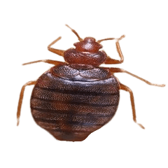 Bedbug Control Chemicals