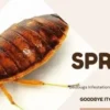 Bedbug Killer Spray Chemicals in Kenya